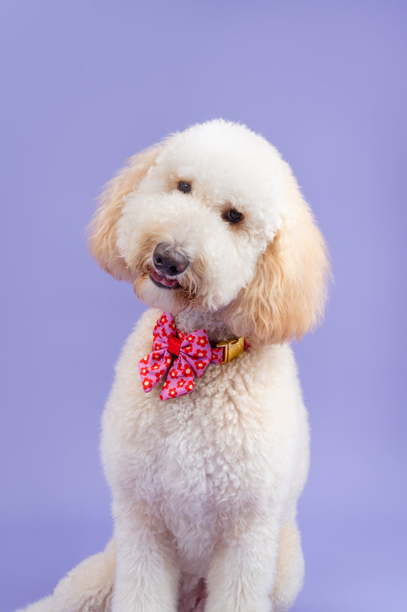 Wildflower - Dog Sailor Bowtie