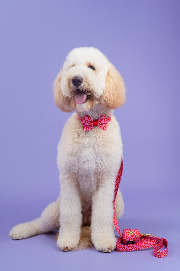 Wildflower - Dog Bowtie