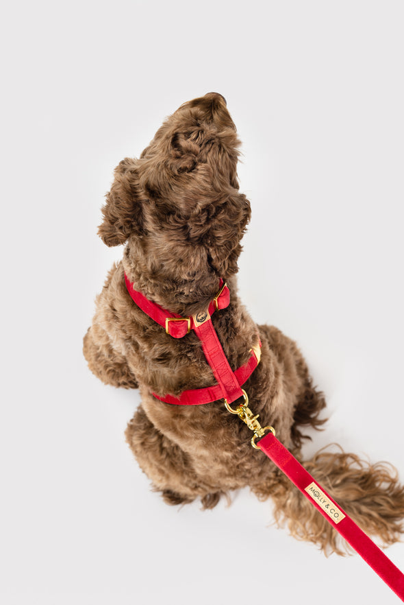 Scarlet Velvet - Adjustable Strap Dog Harness