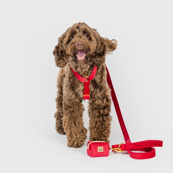 Scarlet Velvet - Adjustable Strap Dog Harness