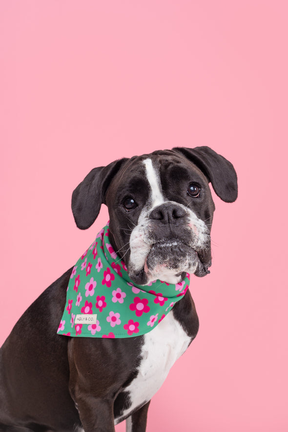 Petunia - Dog Bandana