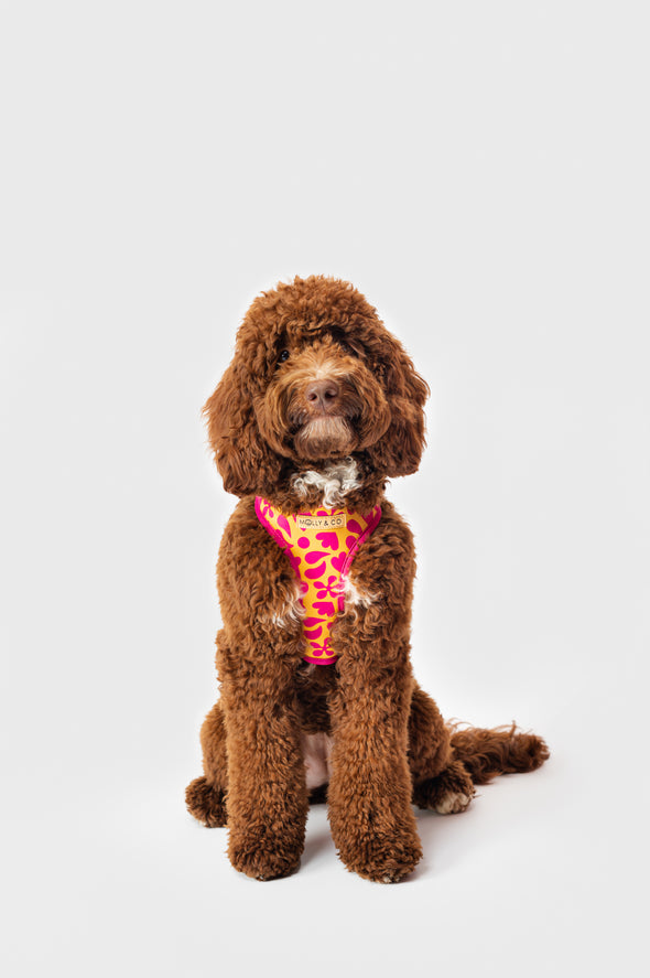 Sunny Vibes - Adjustable Dog Harness - FINAL SALE