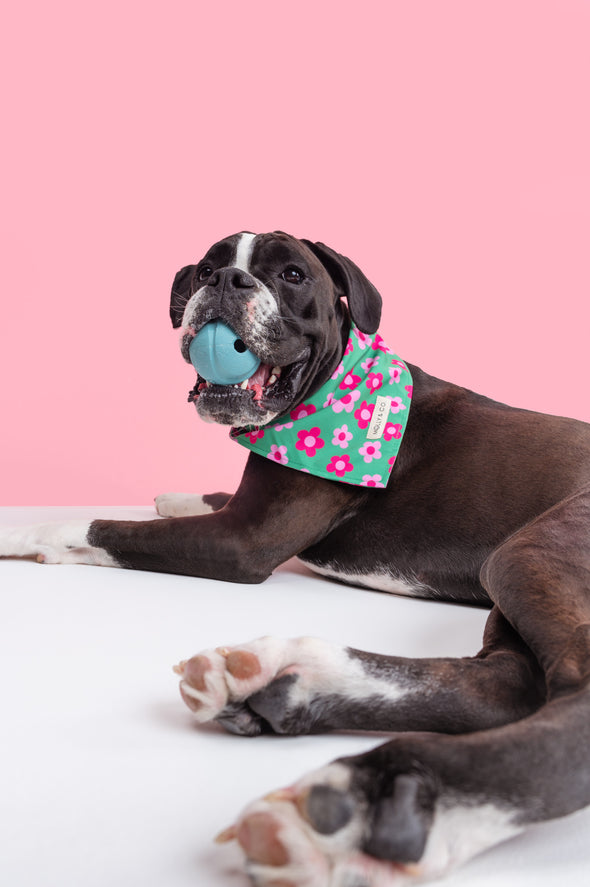 Petunia - Dog Bandana