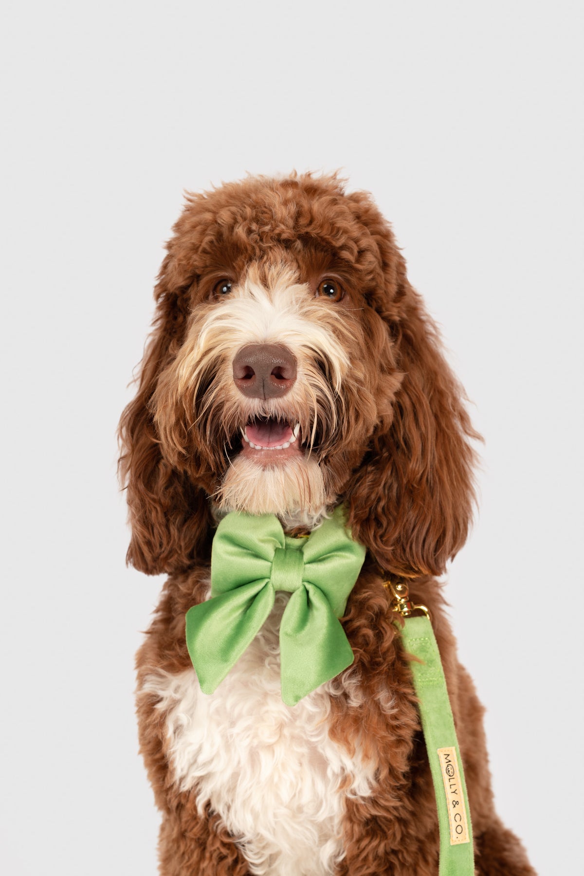 Fern Velvet - Dog Bowtie