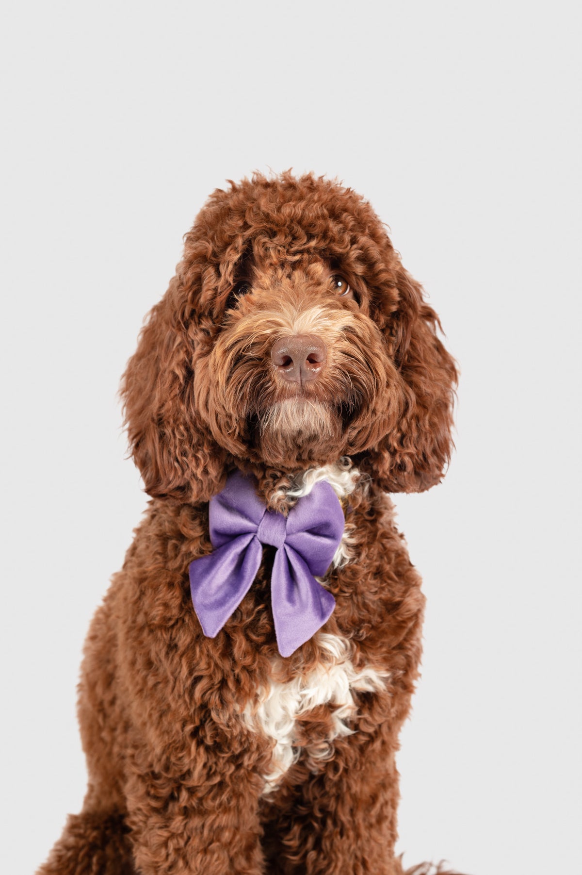Violet Velvet - Dog Bowtie