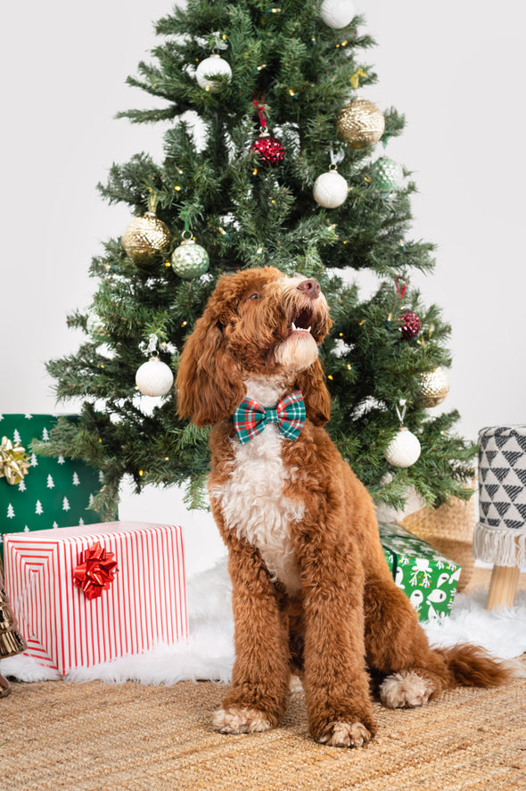 Royal Stewart Plaid - Dog Bowtie