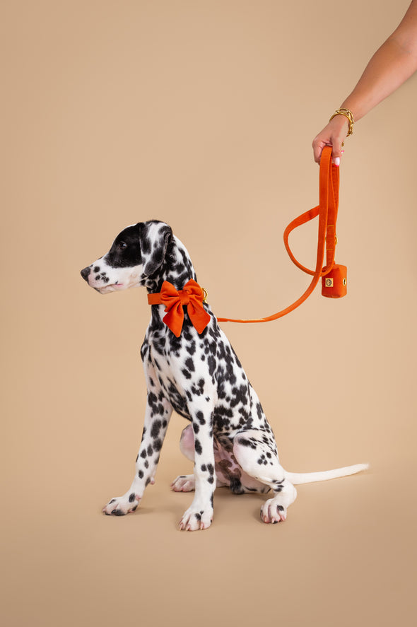 Tangerine Velvet - Dog Leash