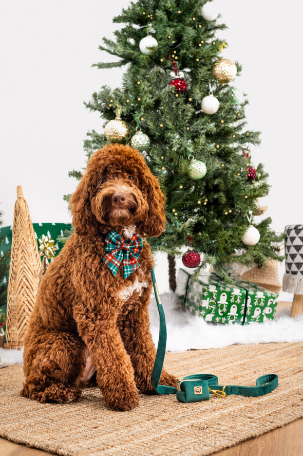 Royal Stewart Plaid - Dog Sailor Bowtie