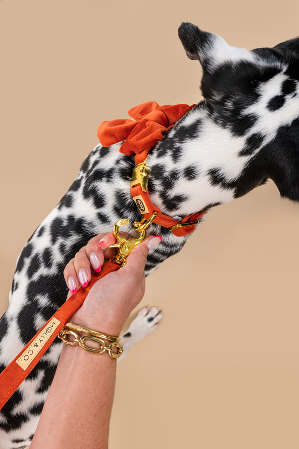 Tangerine Velvet - Dog Leash