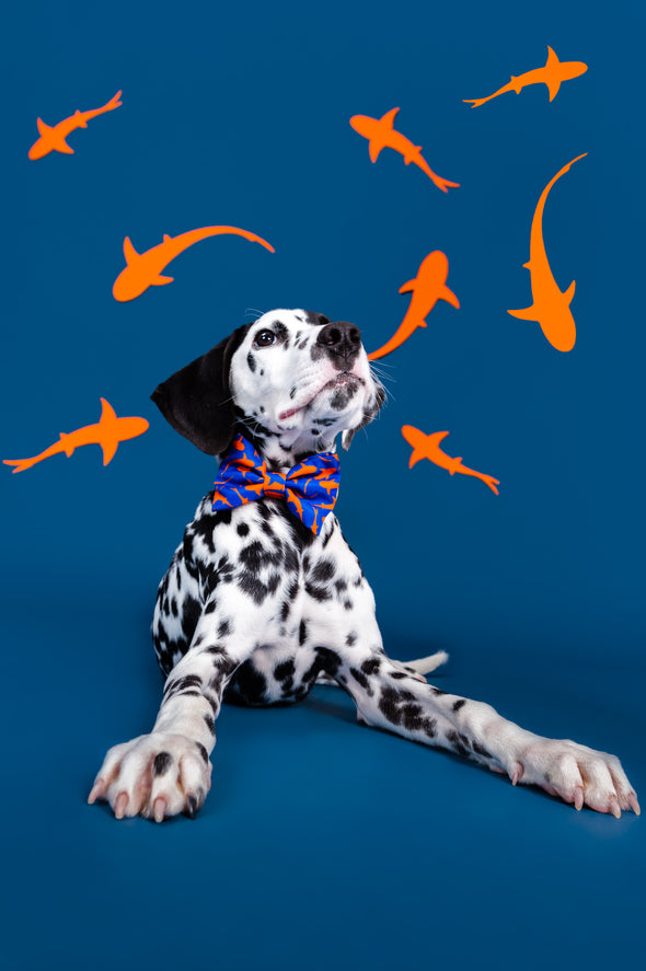 Sharks - Dog Bowtie