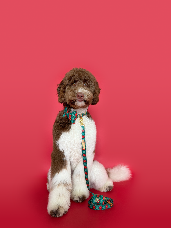 Evergreen Argyle - Dog Leash