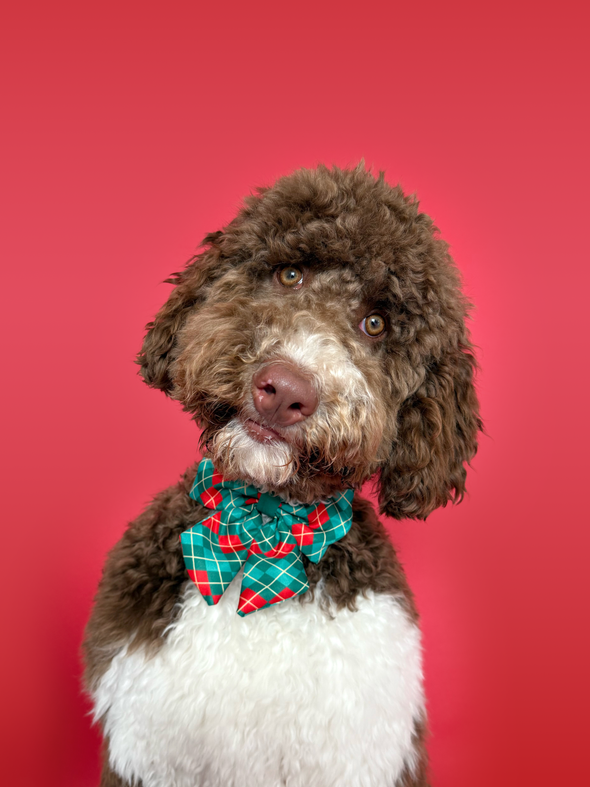 Evergreen Argyle - Dog Sailor Bowtie