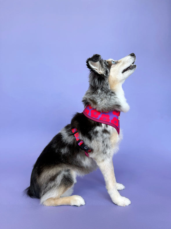 Mon Chéri - Reversible Dog Harness