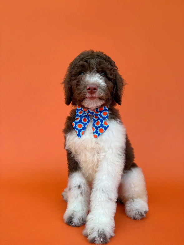 Sorrento - Dog Sailor Bowtie