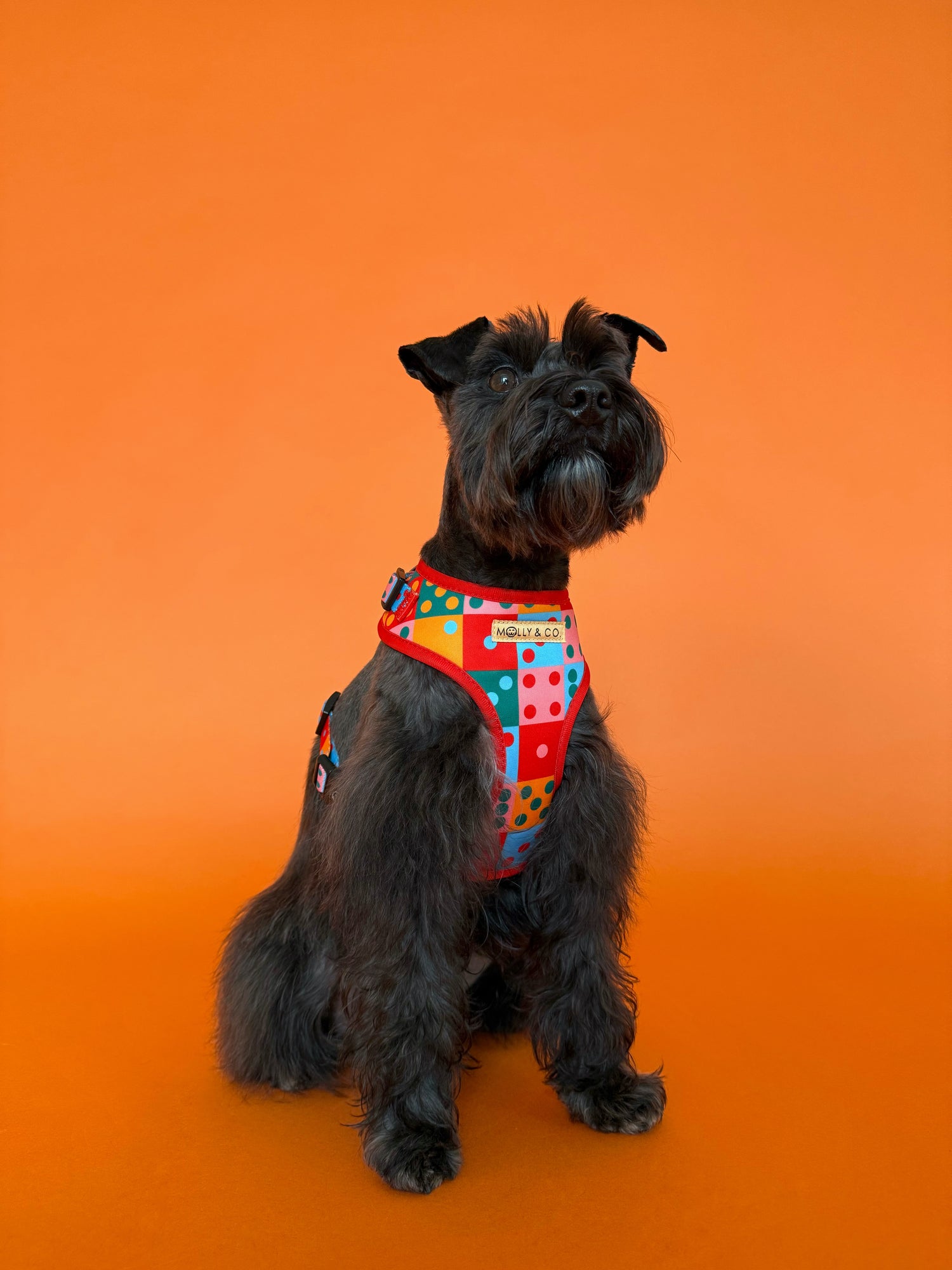 Doble Seis - Adjustable Dog Harness