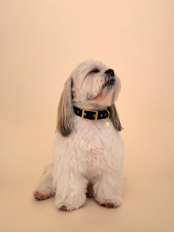 Midnight - Splashproof Dog Collar