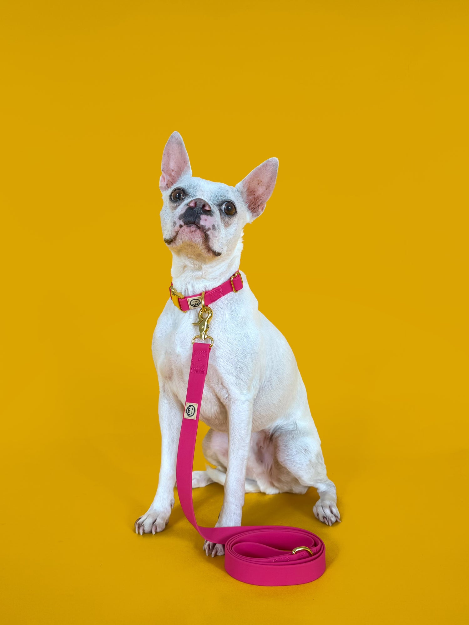 Fuchsia - Adjustable Splashproof Dog Collar