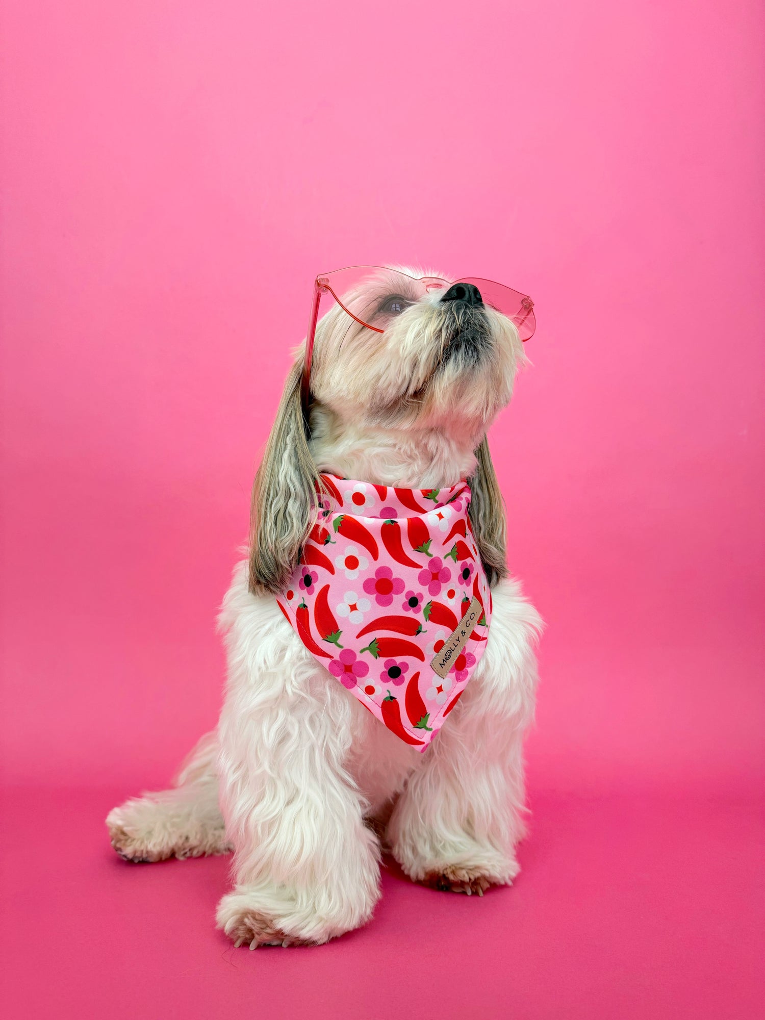 Spicy - Dog Bandana