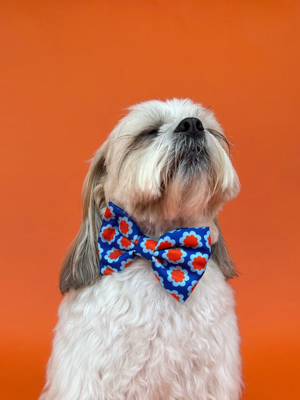 Sorrento - Dog Bowtie