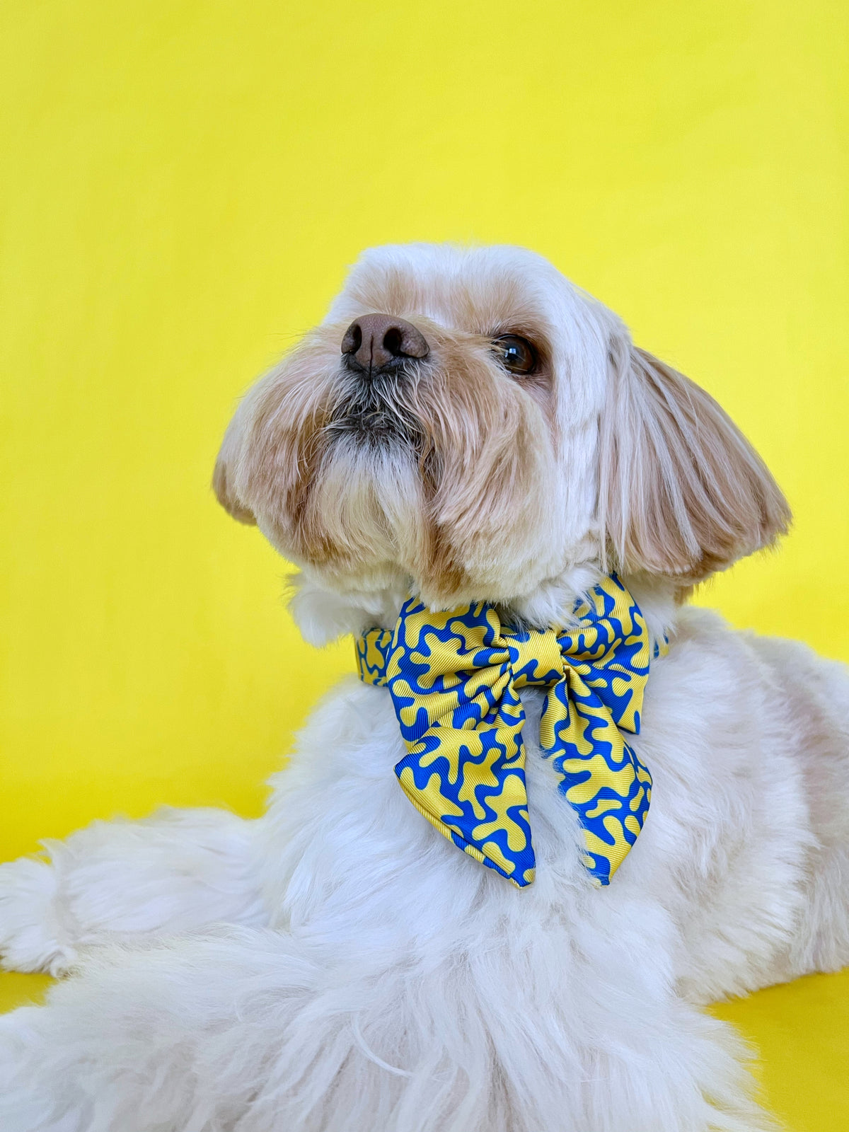 Neptune - Dog Bowtie