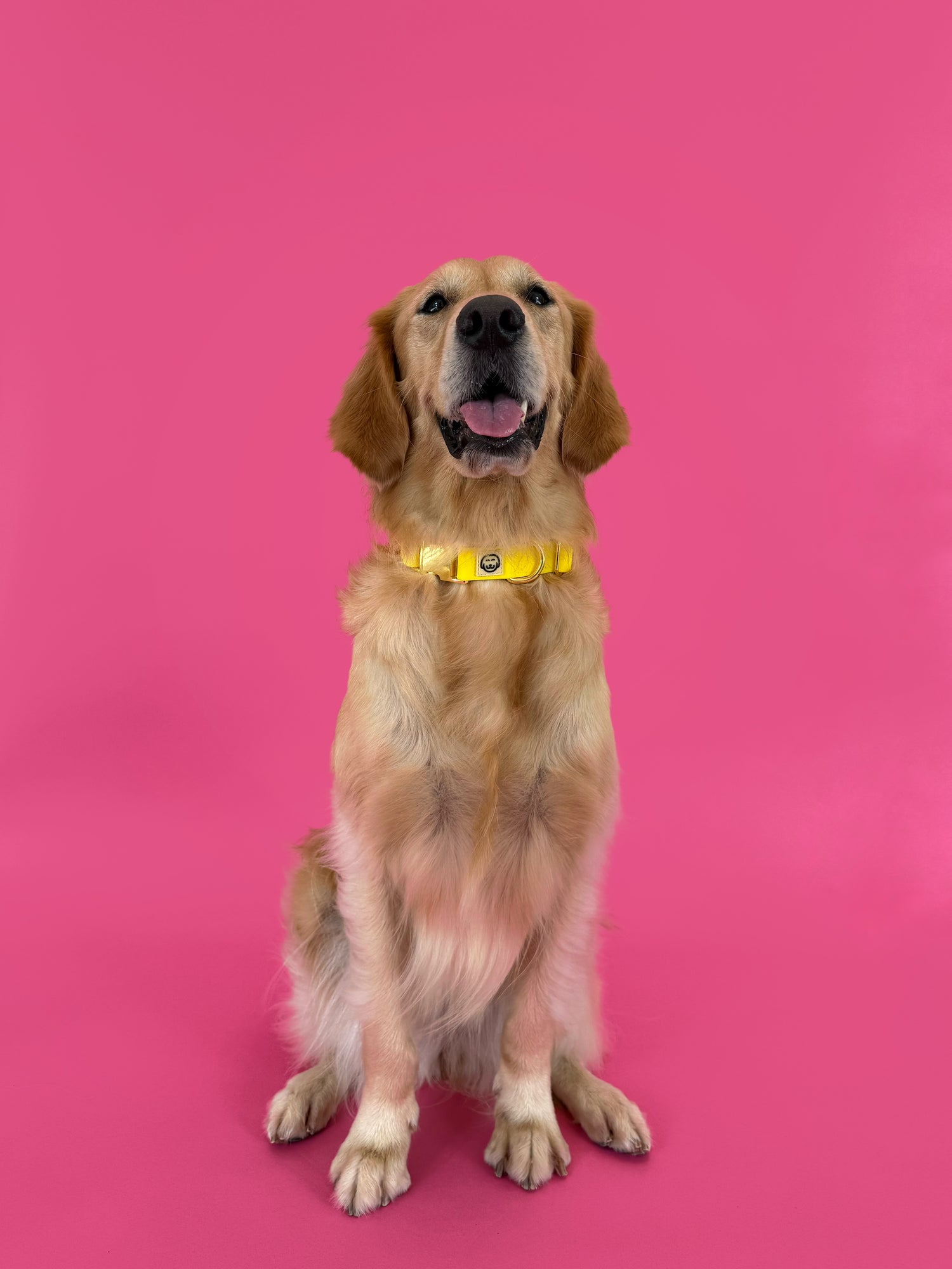 Limoncello - Adjustable Splashproof Dog Collar