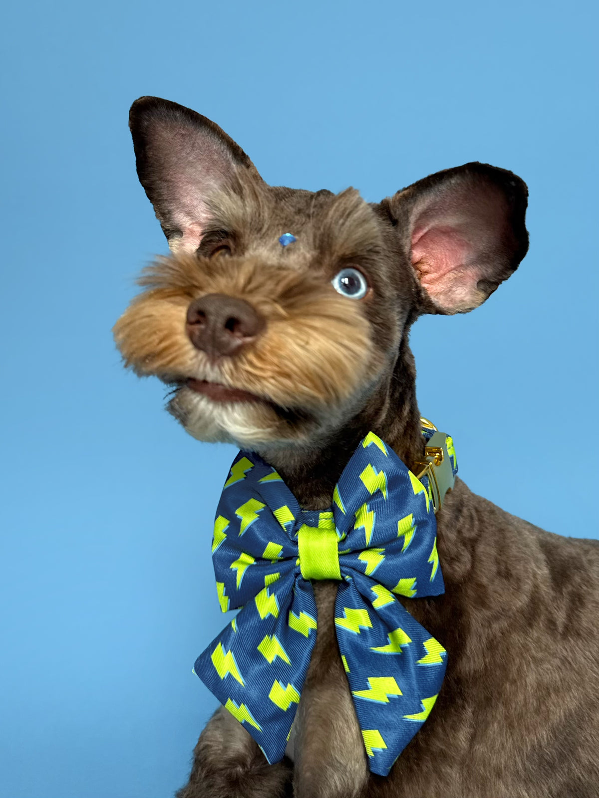 Bolt - Dog Bowtie