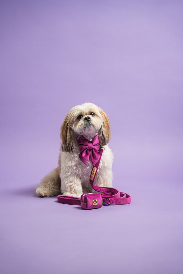 Plum Velvet- Dog Collar