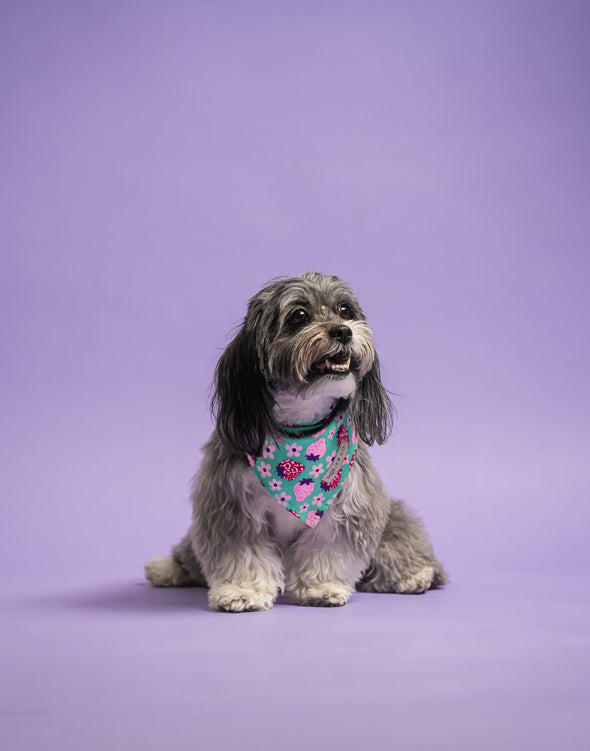 Strawberry - Reversible Dog Bandana