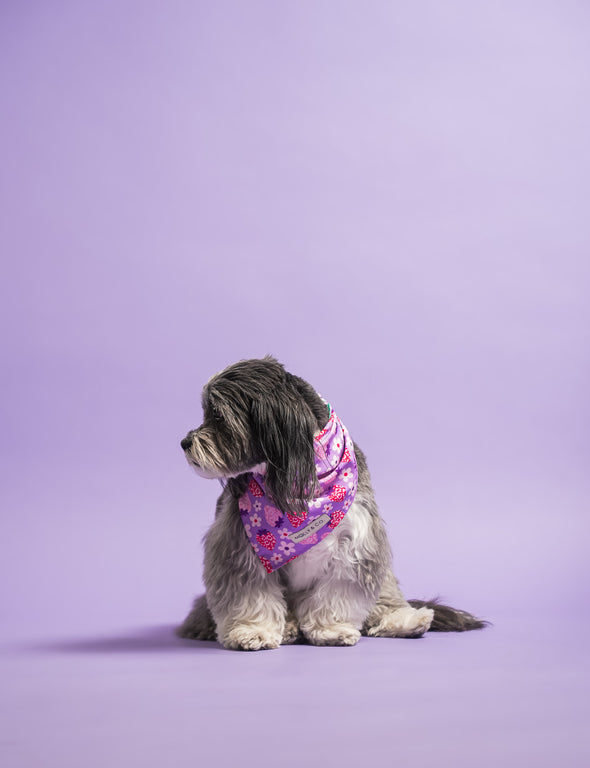 Strawberry - Reversible Dog Bandana