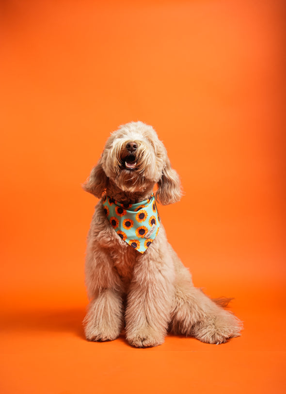 Sunflowers - Reversible Dog Bandana