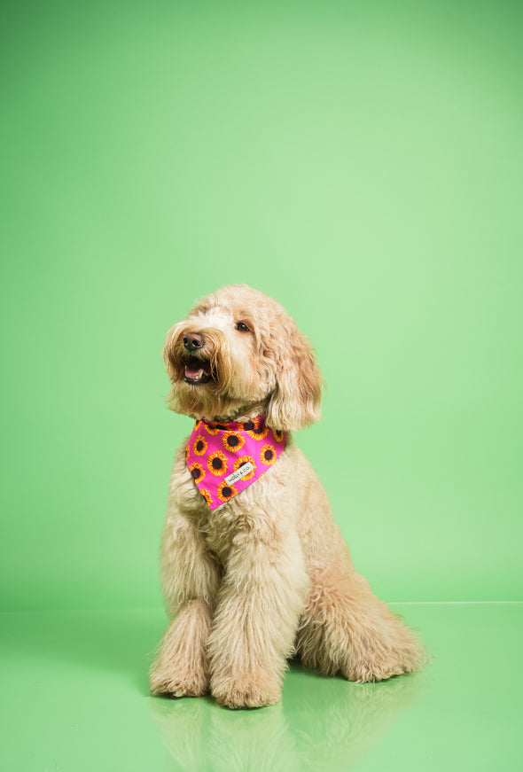 Sunflowers - Reversible Dog Bandana