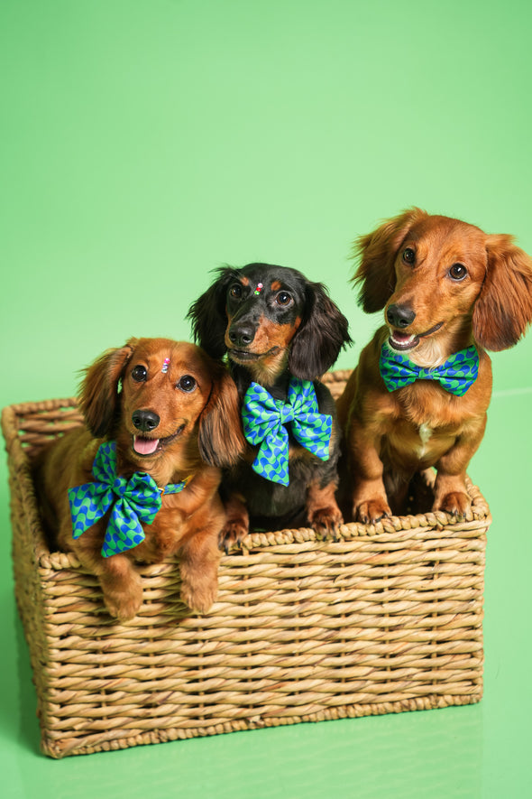 Forest - Dog Sailor Bowtie