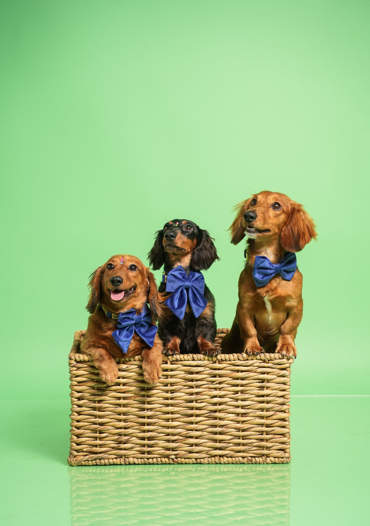 Royal Velvet - Dog Bowtie