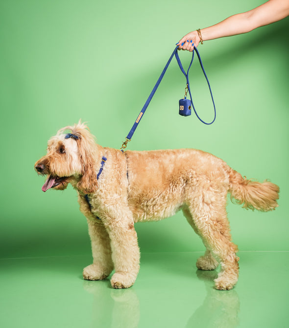 Royal Velvet - Dog Leash