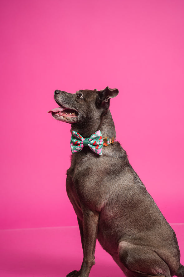 Amore - Dog Bowtie