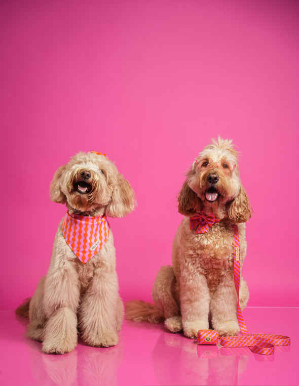 Mango - Reversible Dog Bandana