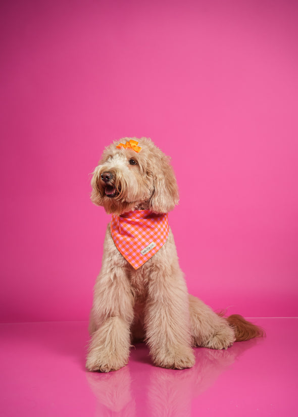 Mango - Reversible Dog Bandana