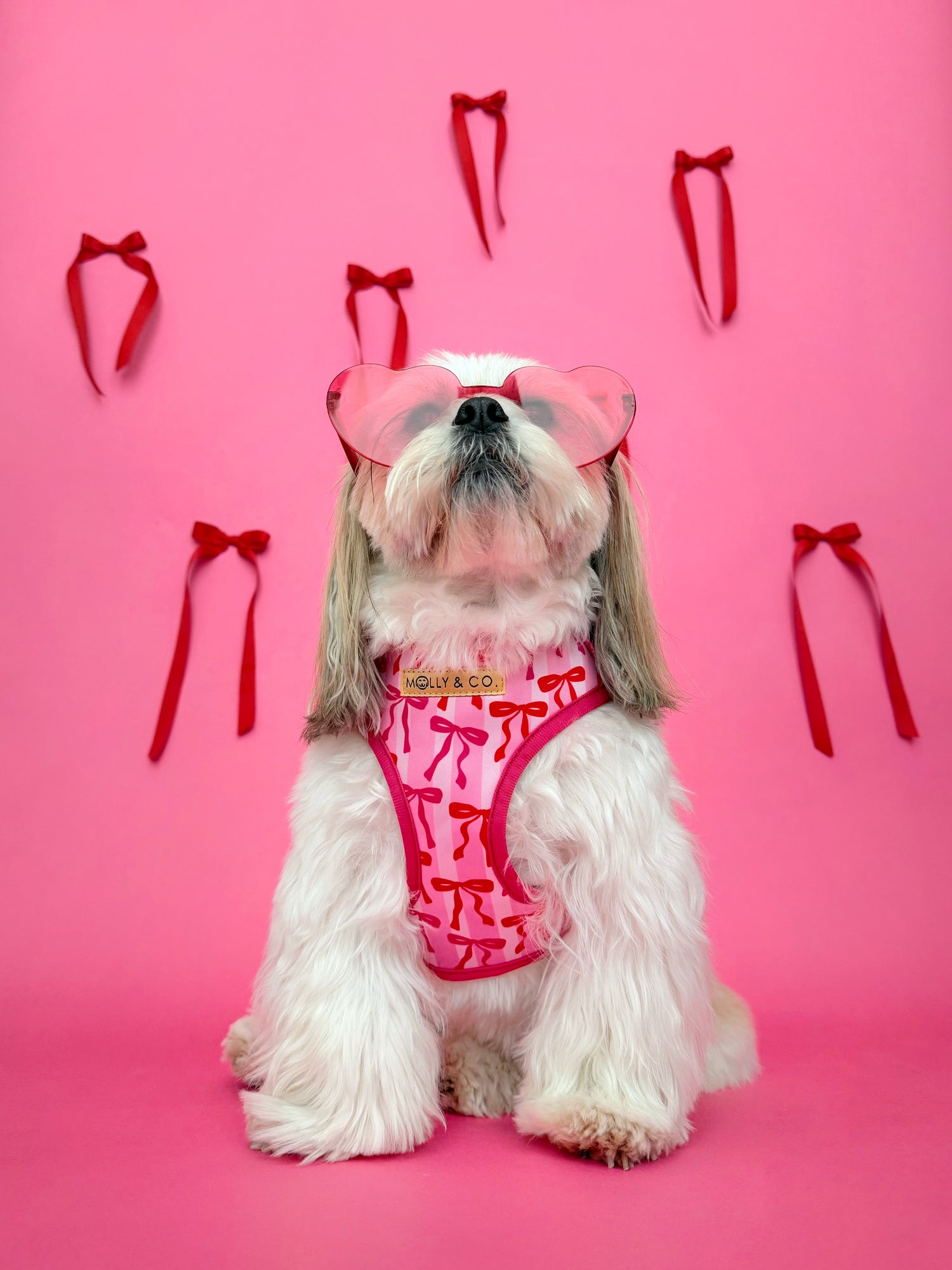 Coquette - Adjustable Dog Harness