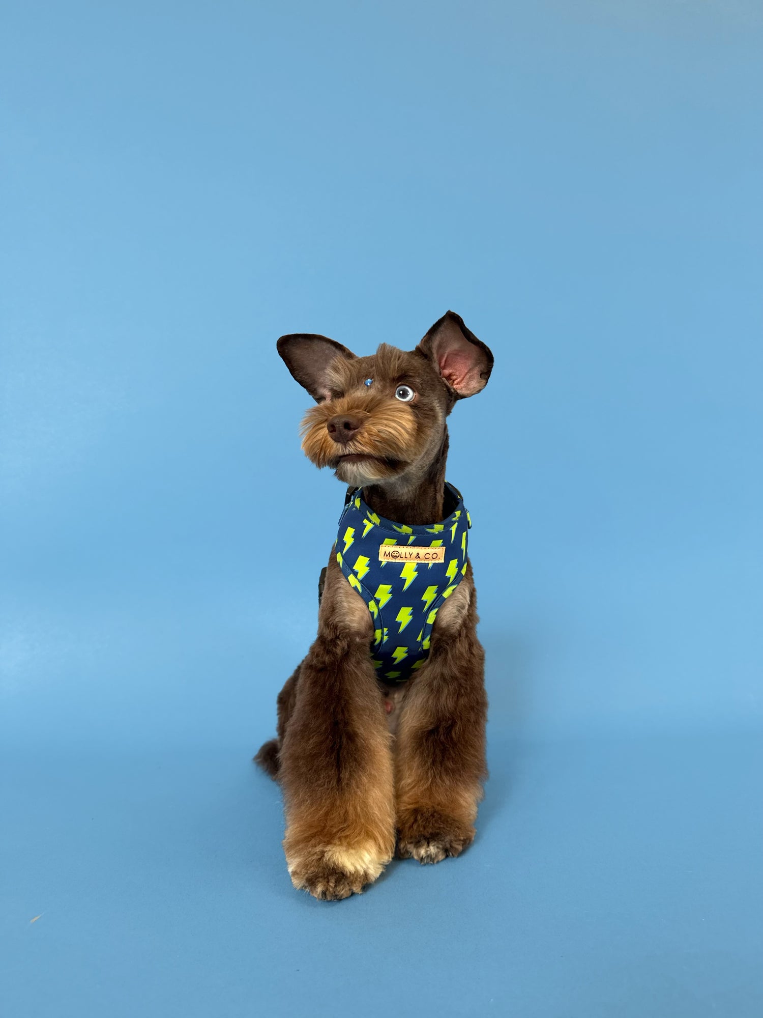 Bolt - Adjustable Dog Harness