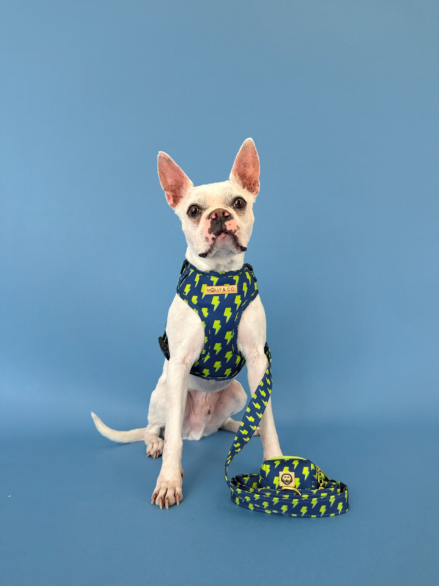 Bolt - Walking Bundle
