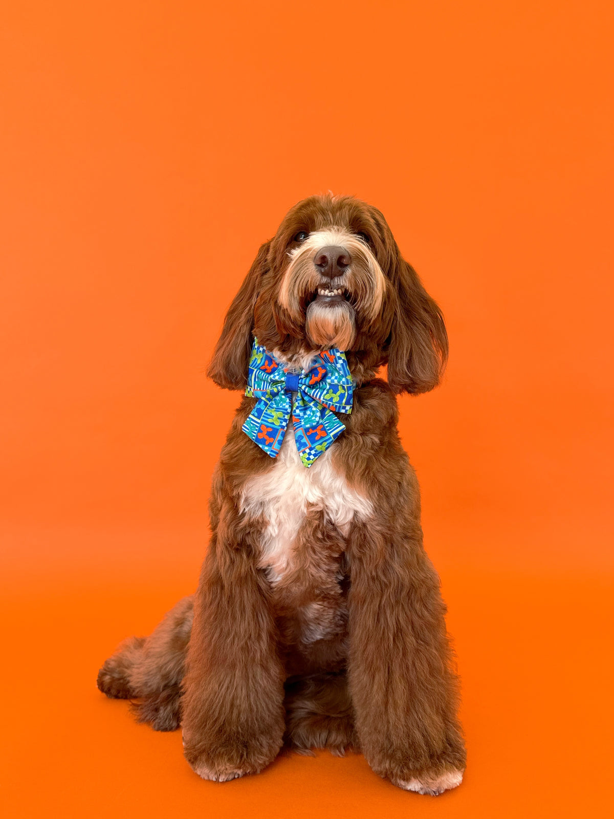 Neon Pop - Dog Bowtie