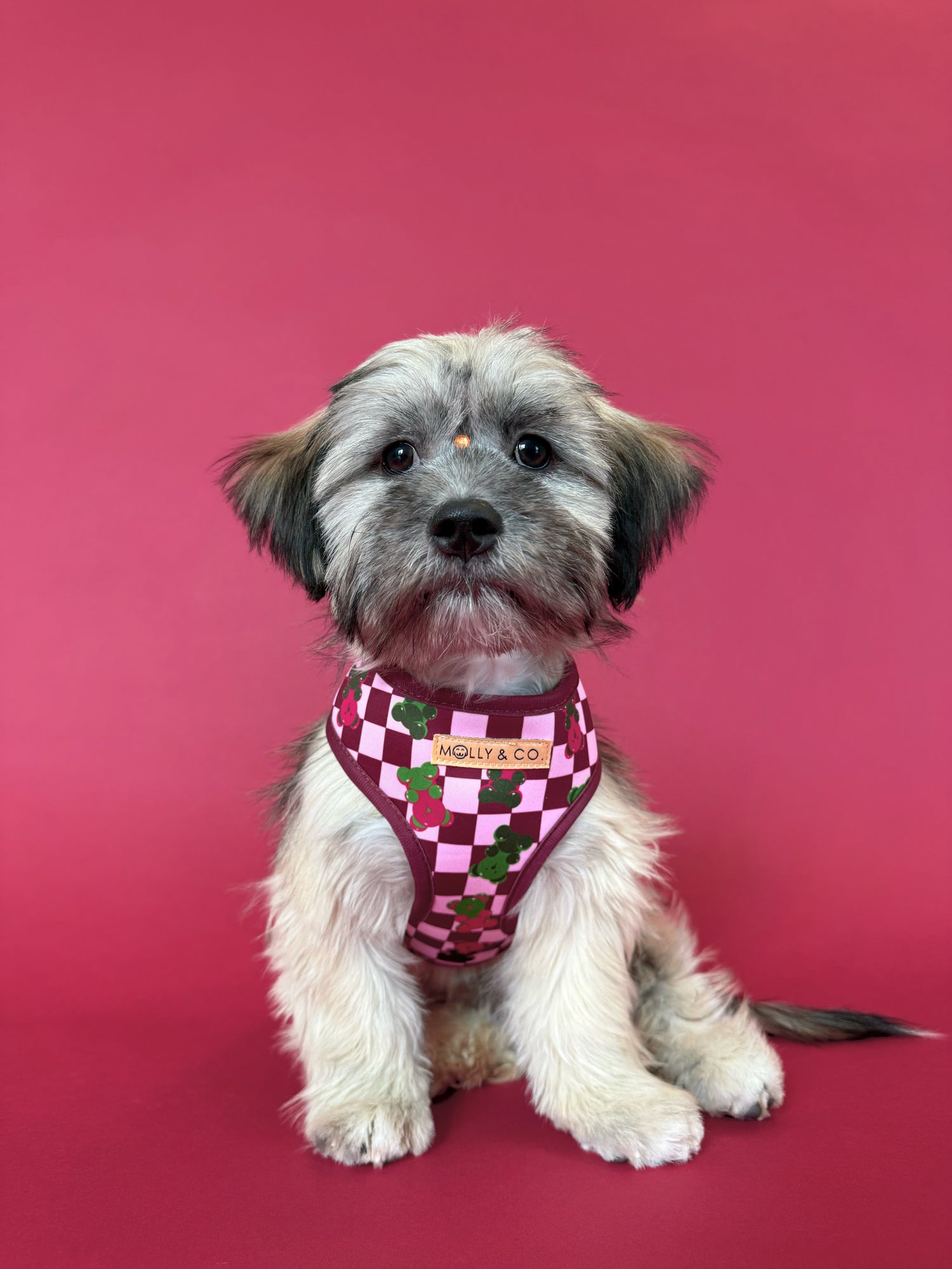 Gummy Bears - Reversible Dog Harness