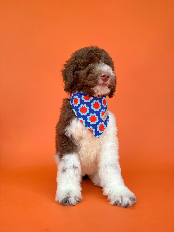 Sorrento - Reversible Dog Bandana
