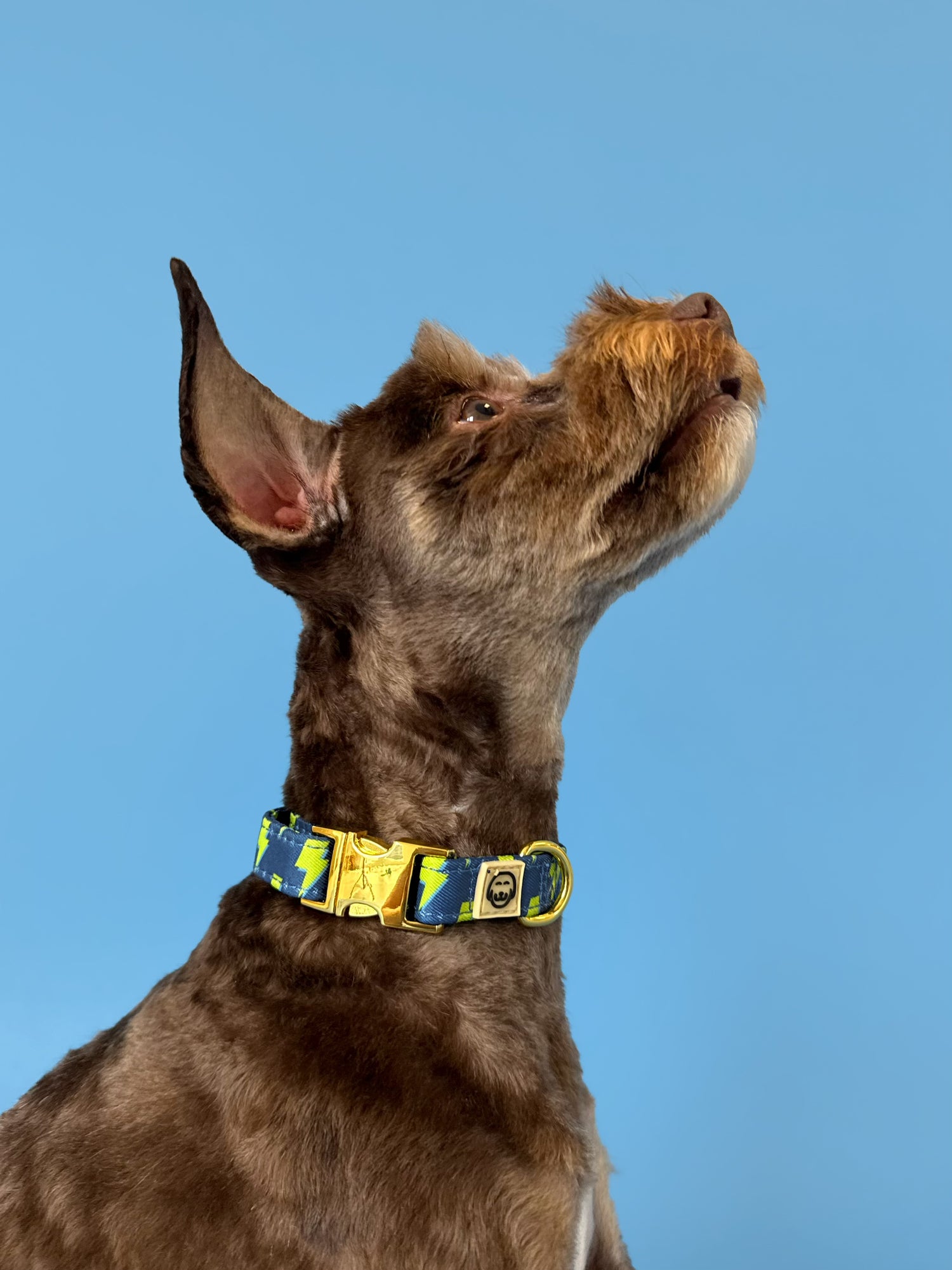 Bolt - Adjustable Dog Collar