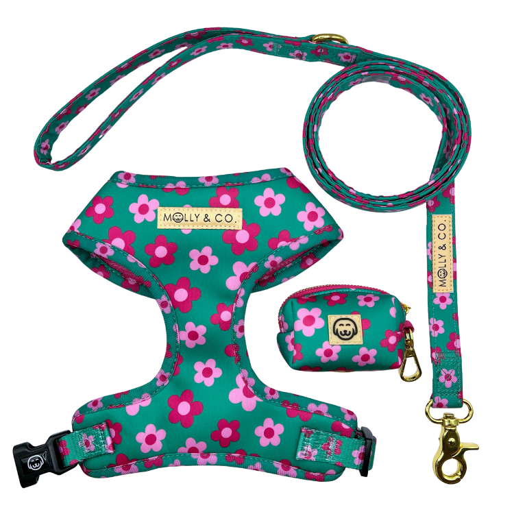 Petunia - Walking Bundle