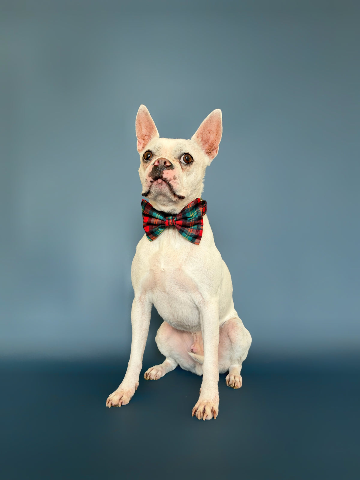 Merrywood - Dog Bowtie