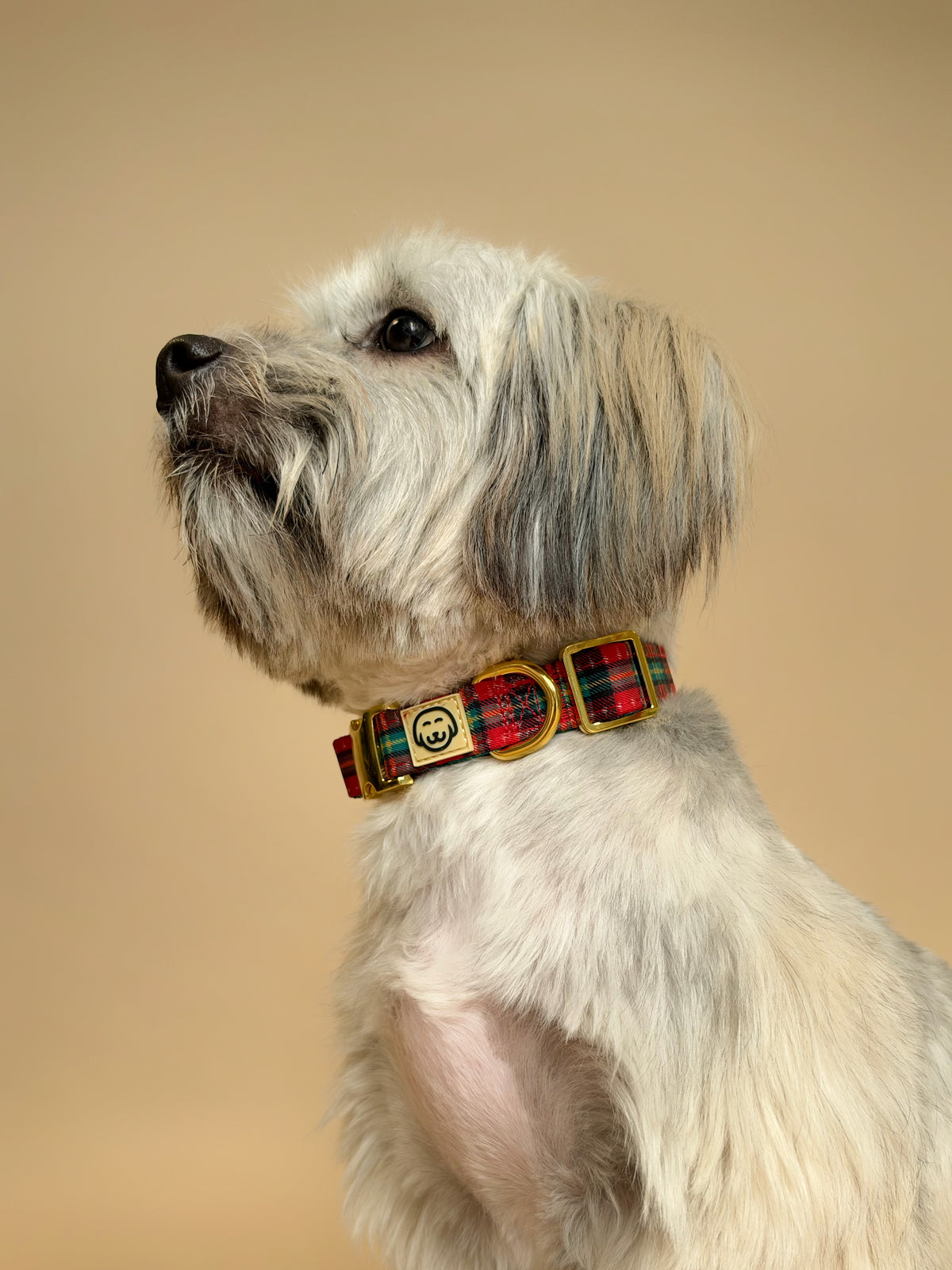 Merrywood - Adjustable Dog Collar