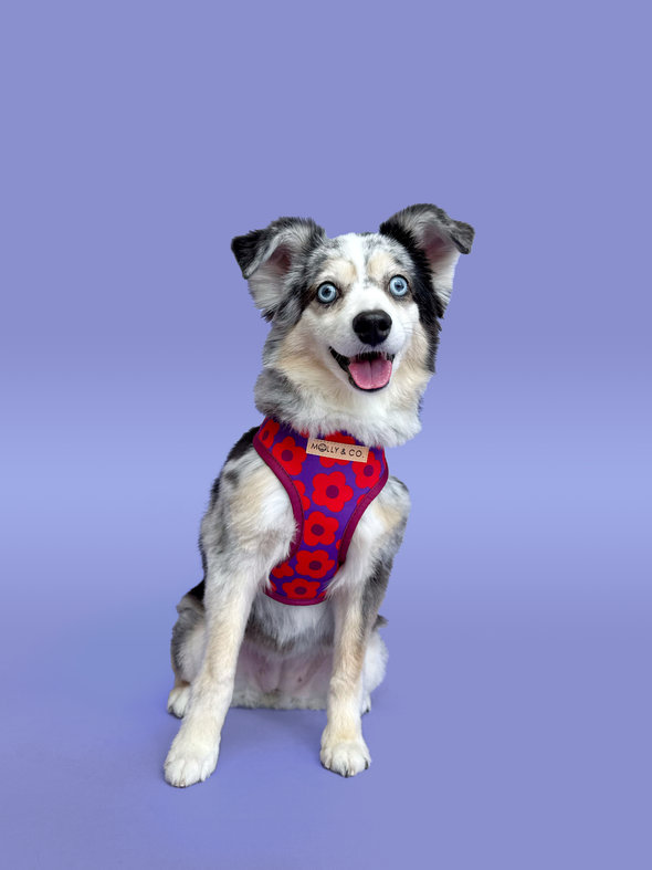 Mon Chéri - Reversible Dog Harness