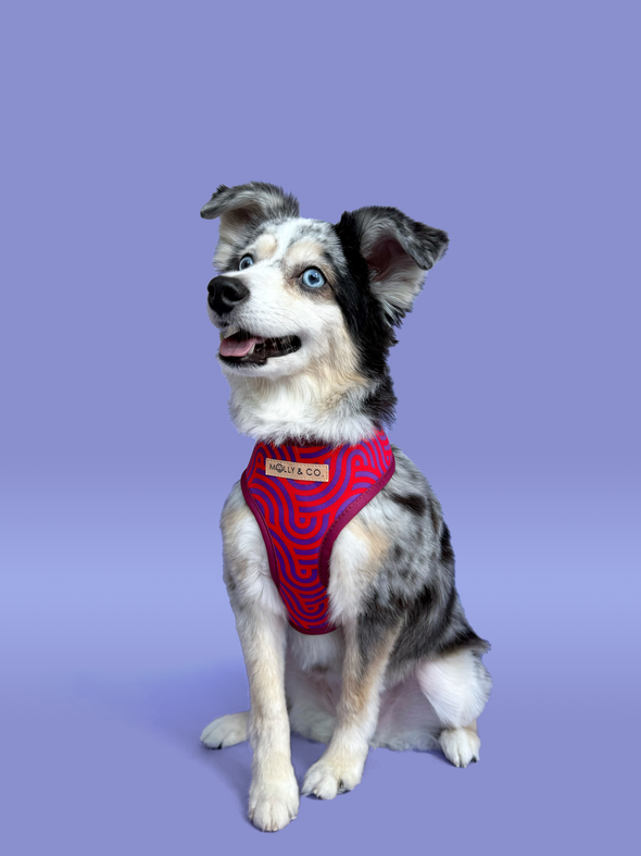 Mon Chéri - Reversible Dog Harness