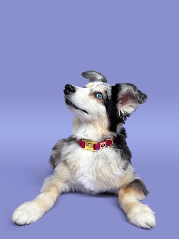 Mon Chéri - Dog Collar